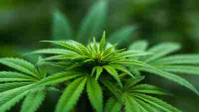 Cannabis plant. CBD for treating ADHD?